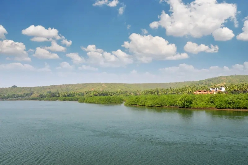 Chapora river in winters