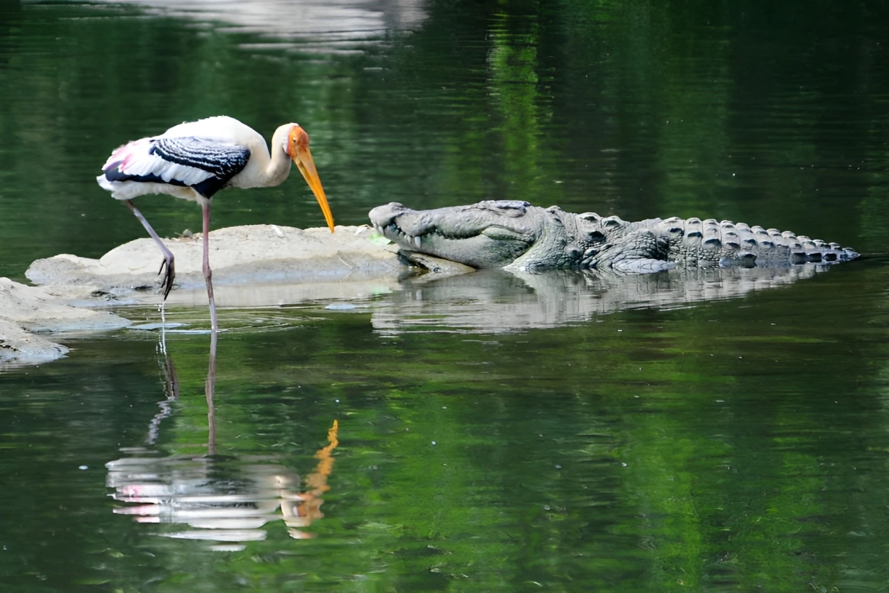 Bird in Salim Ali Bird Sanctuary