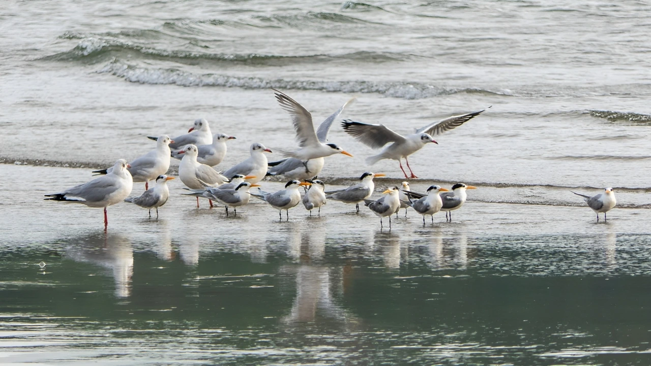 Birds at Morjim Beach