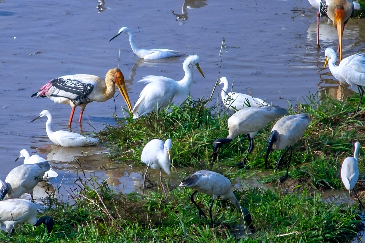 Egrets in Carambolim Lake