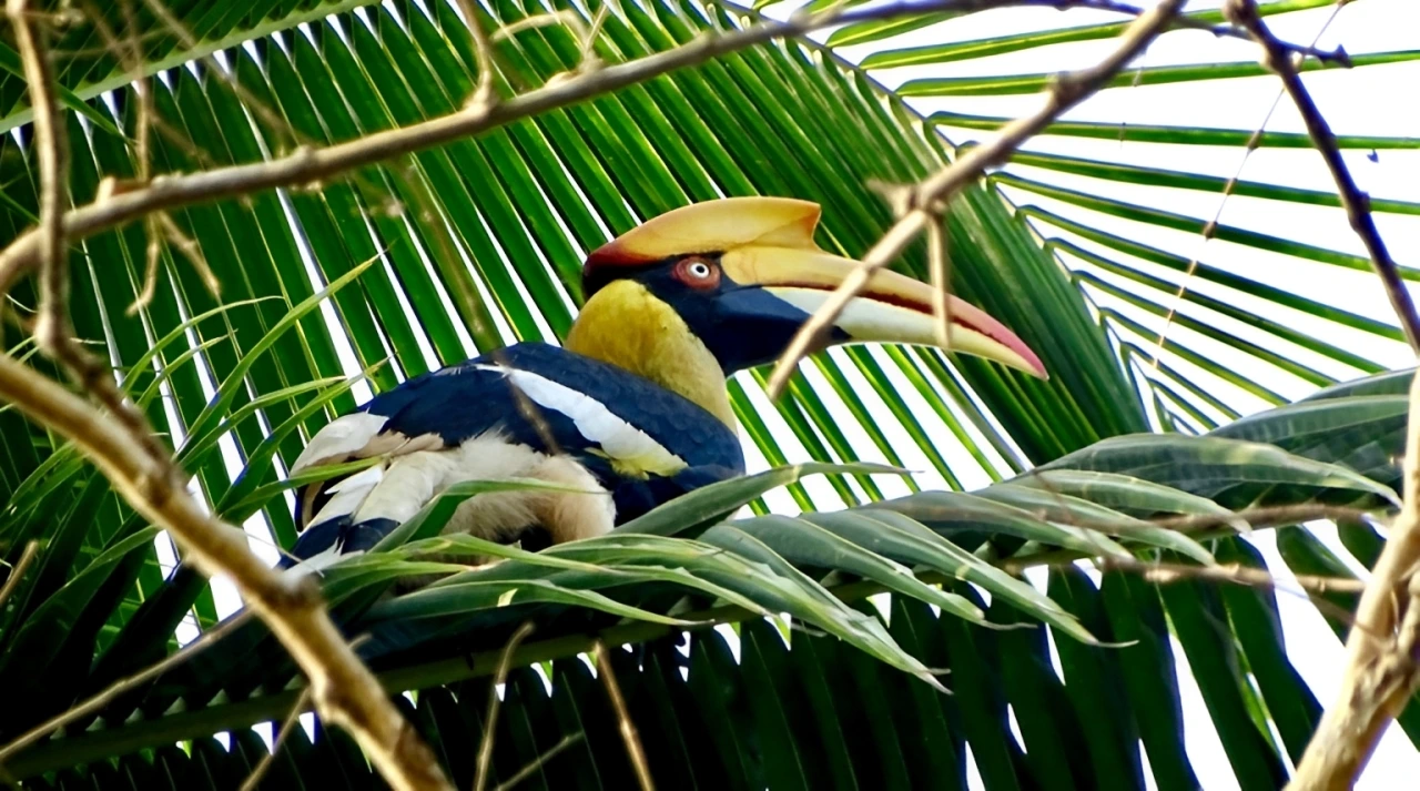 Great Hornbill at Bhagwan Mahavir Wildlife Sanctuary