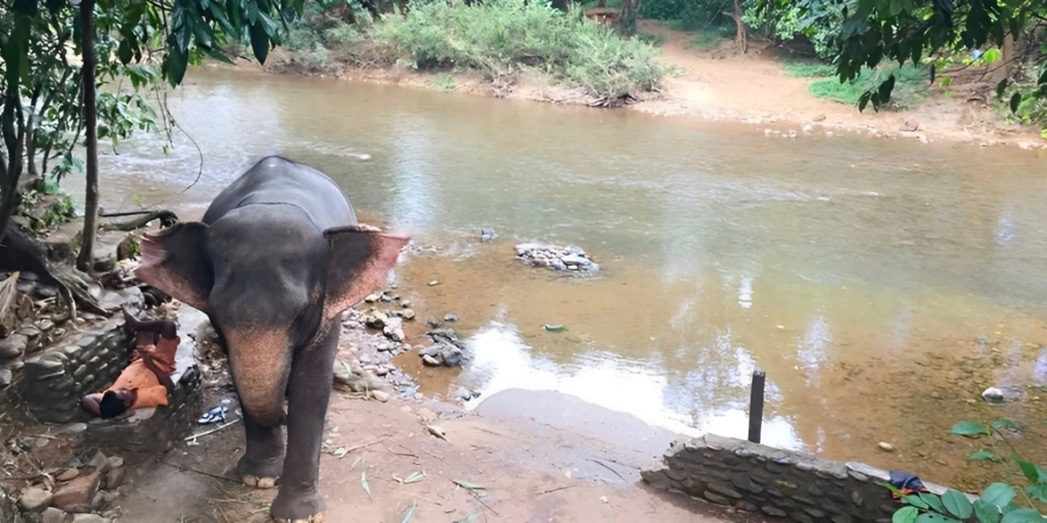 Elephant at Bhagwan Mahavir Wildlife Sanctuary
