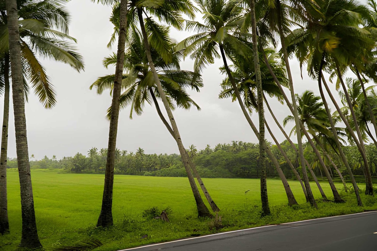 Fresh Green Surroundings in Goa